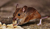 24 Hour & Emergency Exterminators in Whaley, TX